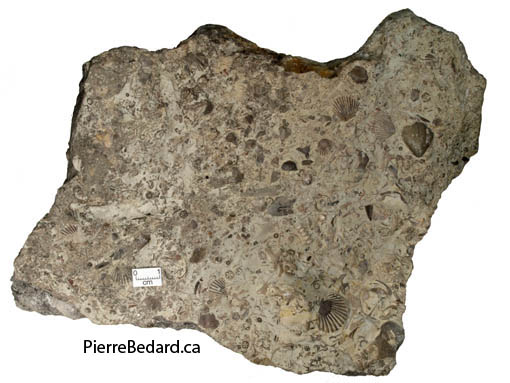 Calcaire - Identification des roches